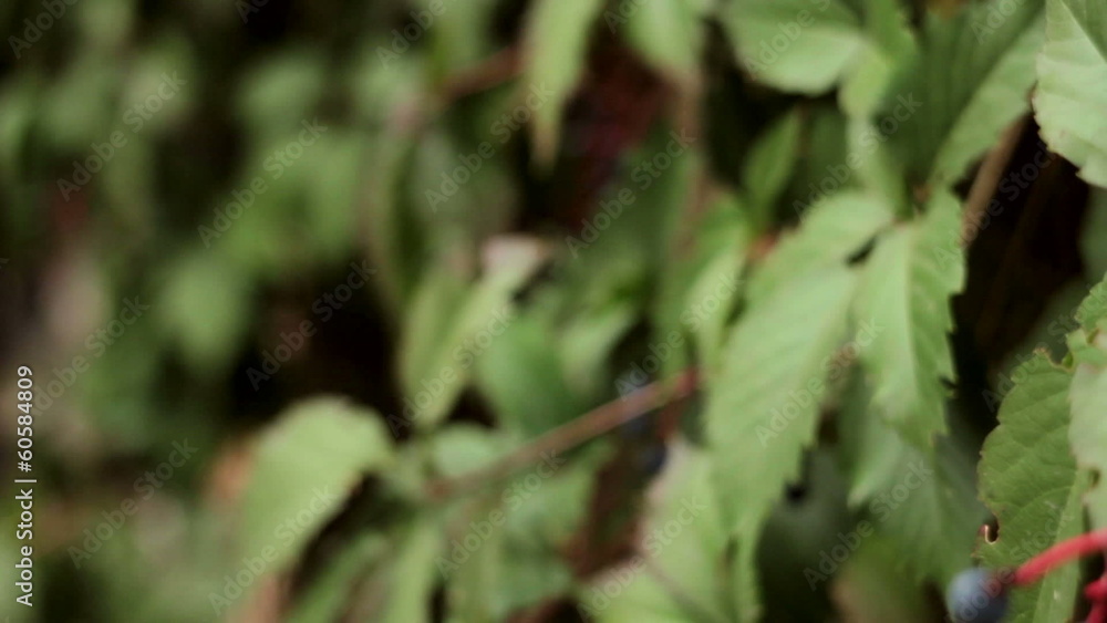 black berries on a background of green leaves black berries on a background of green leaves