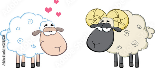 White Sheep In Love With Ram Sheep