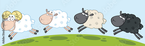 White Ram Sheep Leading Three Sheep