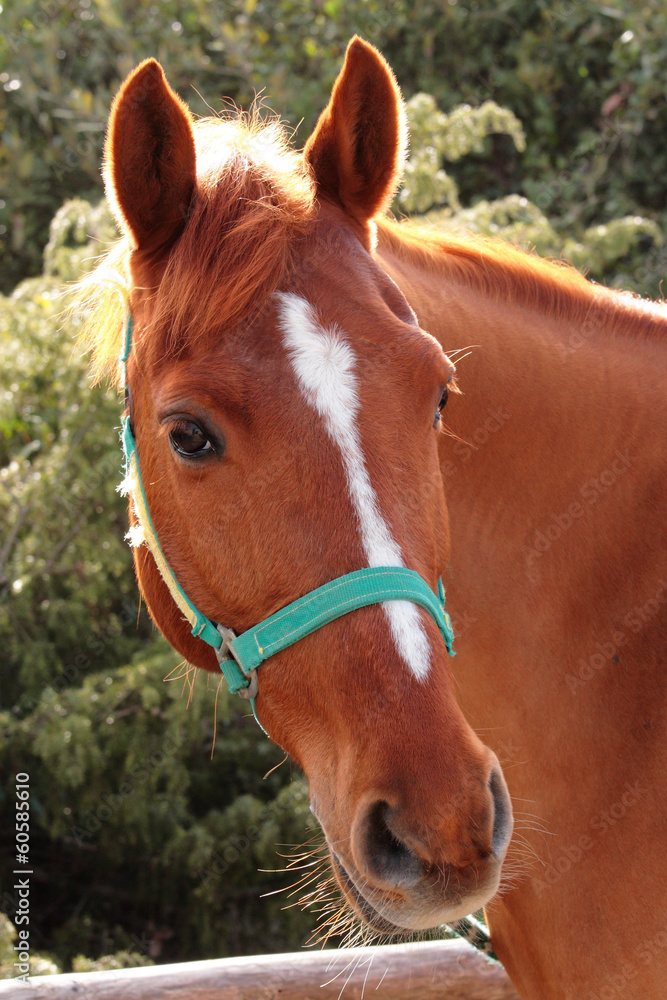 cavallo animale domestico Stock Photo | Adobe Stock