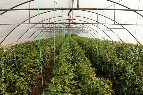 Tomato cultivating in green...