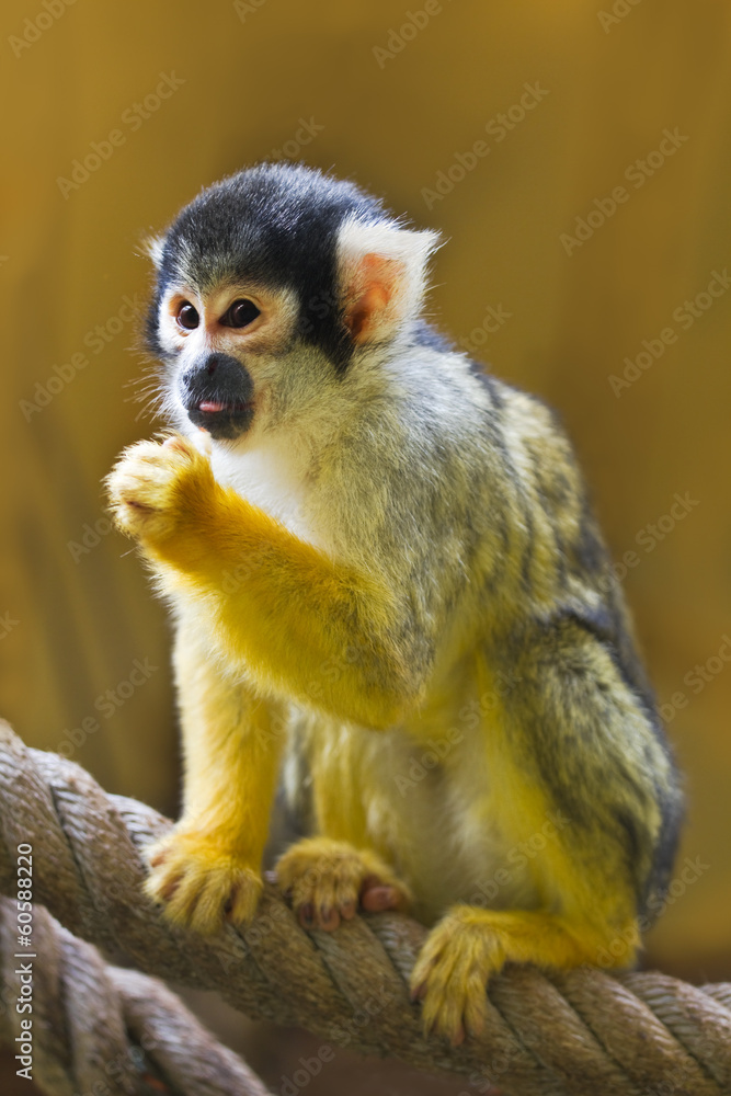 Squirrel- or Skull monkey Squirrel- or Skull monkey
