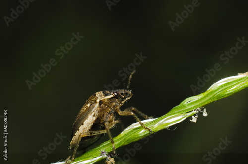 Macro bug © toktak_kondesign