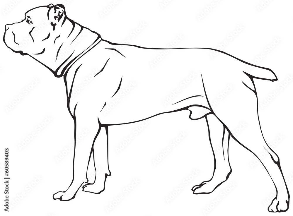 Cane Corso dog breed