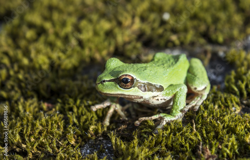 Green tree frog in moss © nbiebach