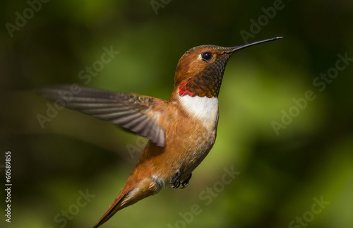 Hummingbird in natural flight