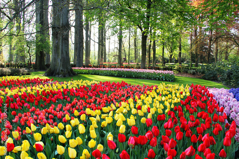 Fototapeta premium Mix tulipanów i hiacyntów z Holandii