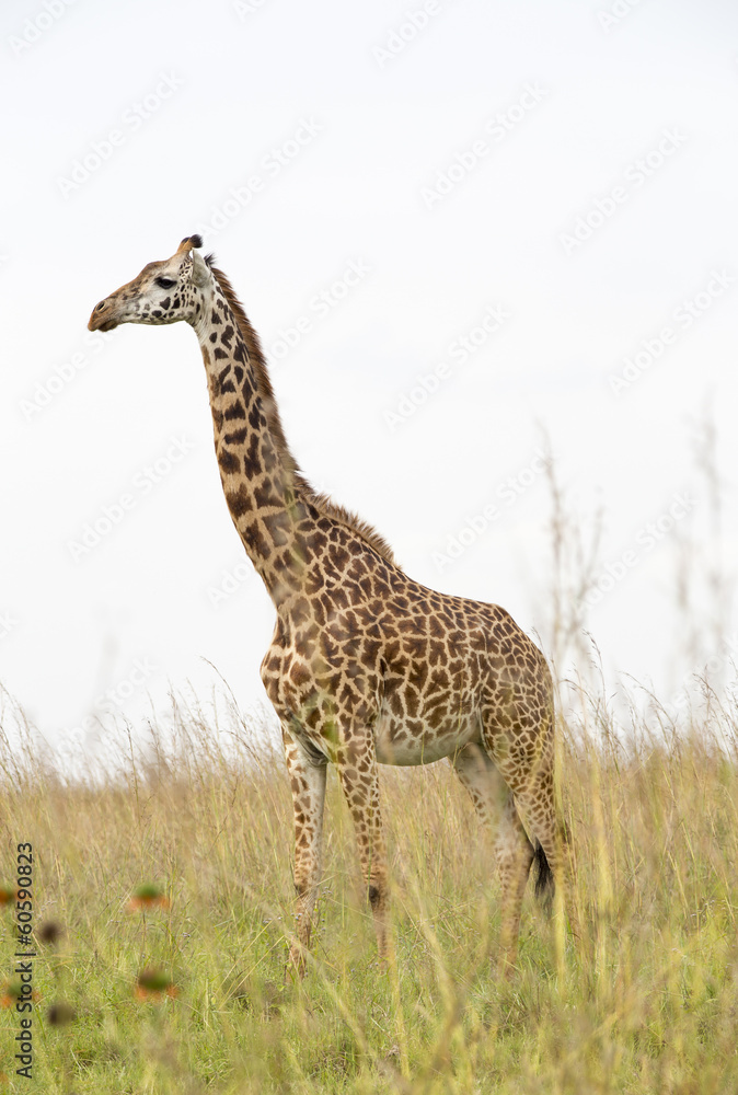 Giraffe in Nairobi National Park in Kenya, Africa Giraffe in Nairobi National Park in Kenya, Africa