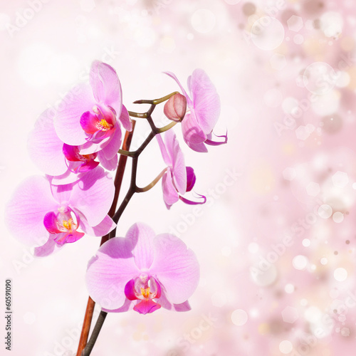 Fototapeta Naklejka Na Ścianę i Meble -  Pink orchid on blured background