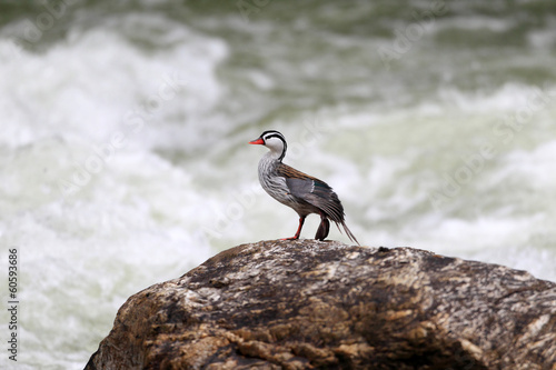 Torrent Duck (Merganetta armata) in Ecuador photo