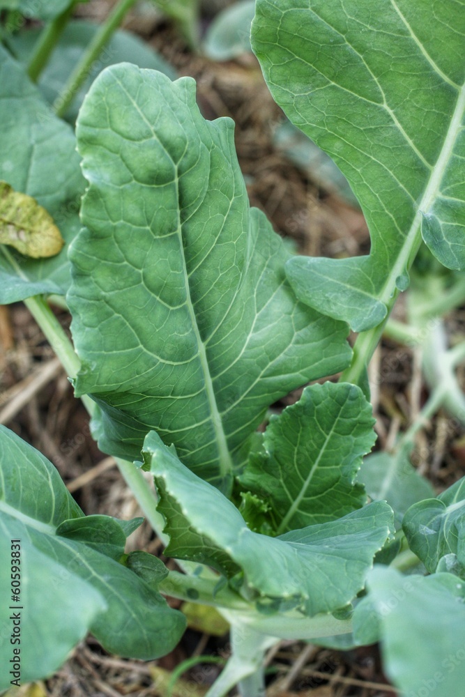 green kale green kale