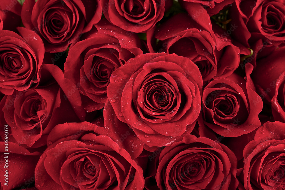 Close up of fresh red roses with water drops Close up of fresh red roses with water drops