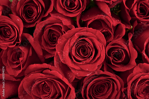 Close up of fresh red roses with water drops