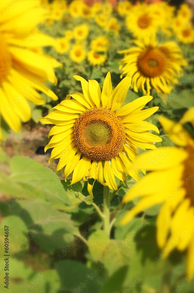 field of blooming sunflowers field of blooming sunflowers