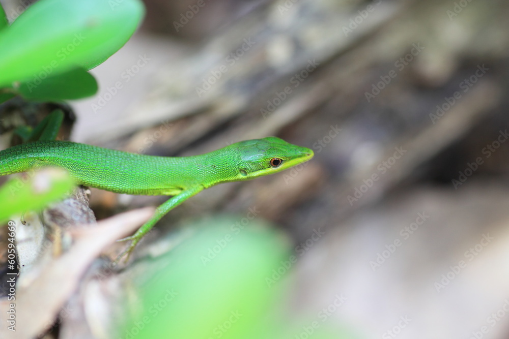 Sakishima grass lizard (Takydromus dorsalis) Sakishima grass lizard (Takydromus dorsalis)