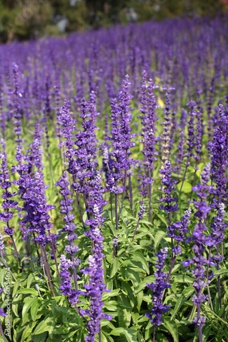 purple salvia flowers