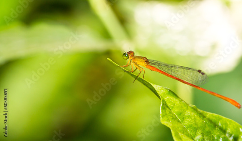 A red dragonfly resting on a green leaf