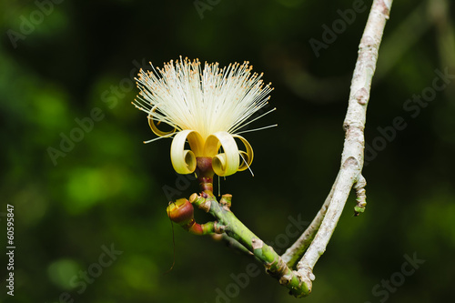 White shaving brush flower