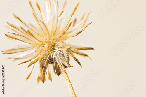 Closeup dry flower  in the meadows