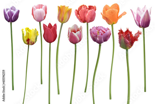 Fototapeta Naklejka Na Ścianę i Meble -  Tulips Flowers In A Row