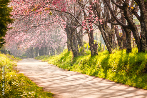 Beautiful cherry blossom, Chaing Mai, Thailand