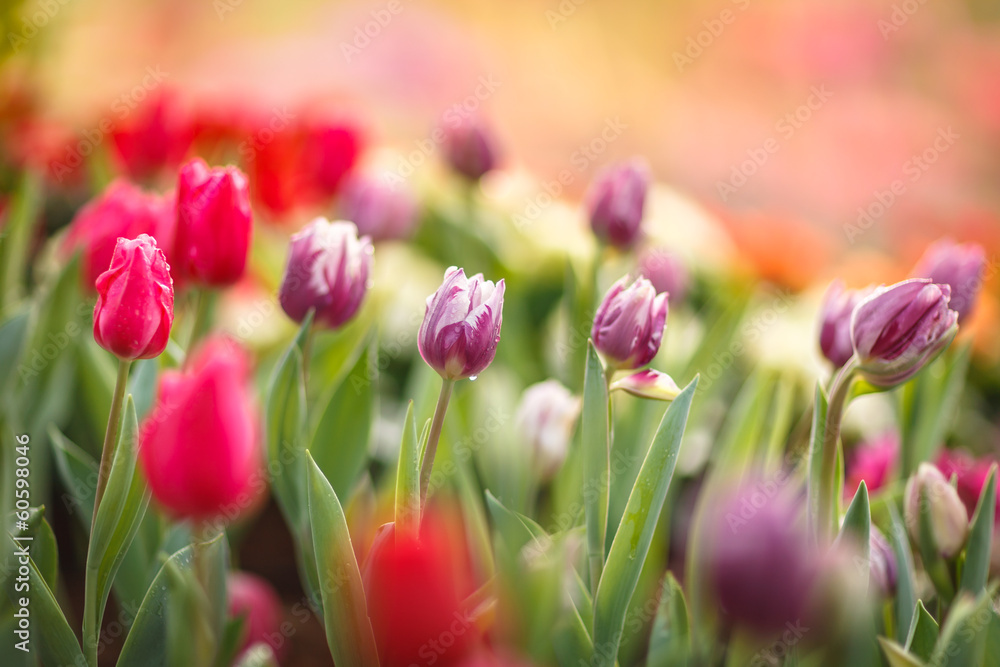 Fototapeta premium Beautiful colorful tulips in garden