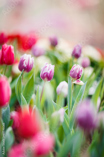Fototapeta Naklejka Na Ścianę i Meble -  Beautiful colorful tulips in garden