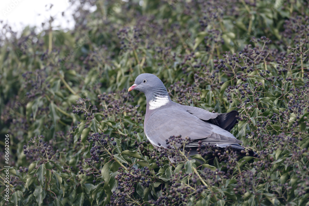 Fototapeta premium Wood pigeon, Columba palumbus