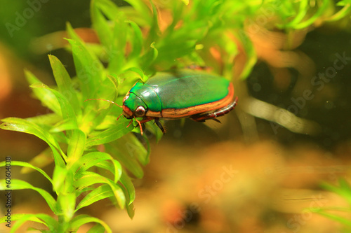 Ryukyu Diving beetle (Cybistrini rugosus) in japan  photo