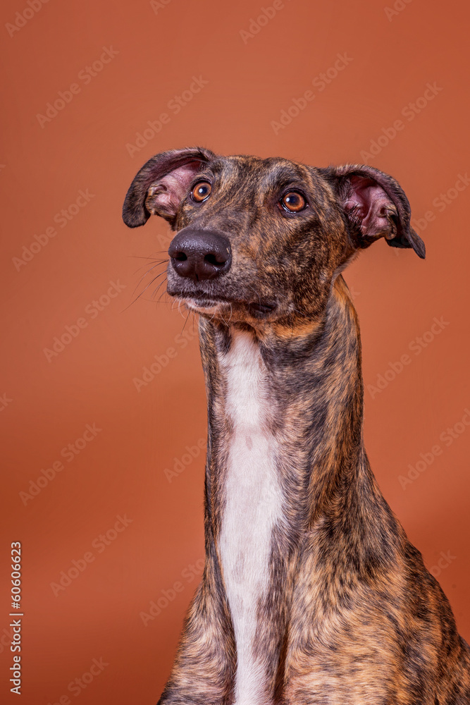 Greyhoundportrait