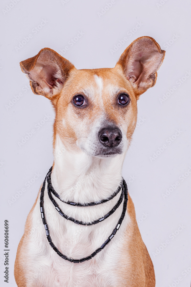 Mischlingshund im Studio Mischlingshund im Studio