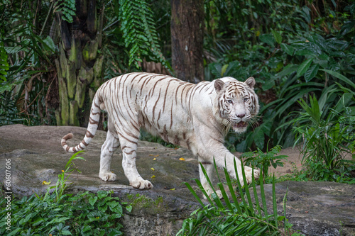 Fototapeta Naklejka Na Ścianę i Meble -  White tiger.