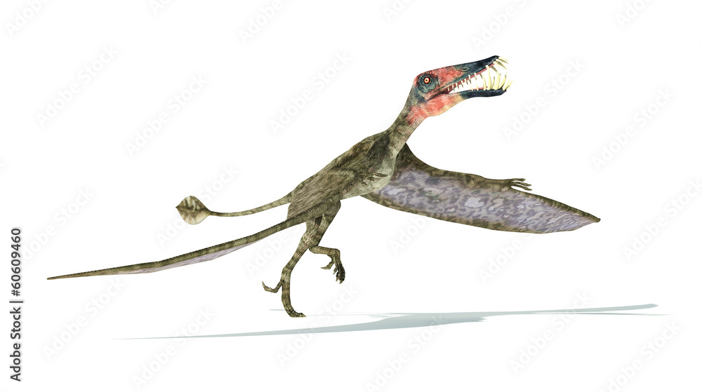 Dorygnathus flying Dinosaur photorealistic representation, take Dorygnathus flying Dinosaur photorealistic representation, take