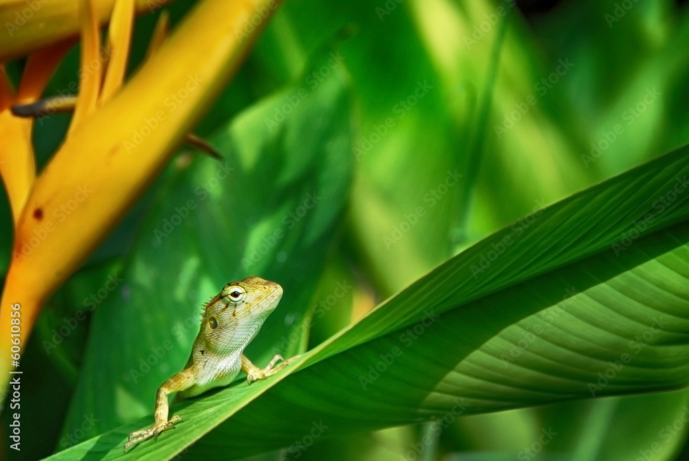 Fototapeta premium Wild lizard
