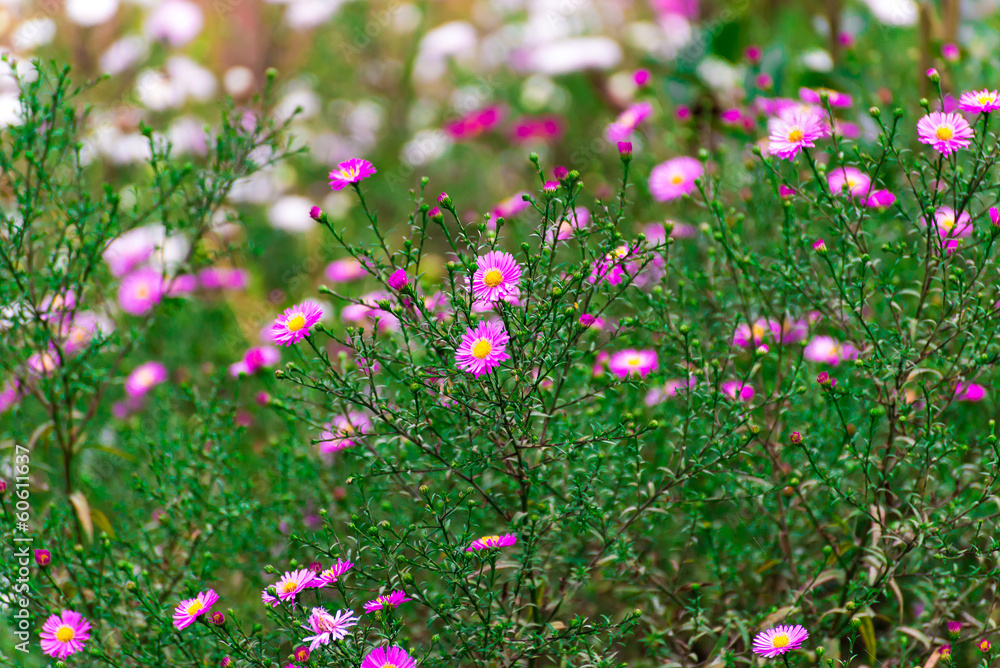 Beautiful Pink daisies outdoors Beautiful Pink daisies outdoors