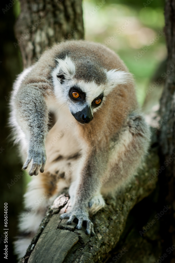 Fototapeta premium Lémurien maki catta