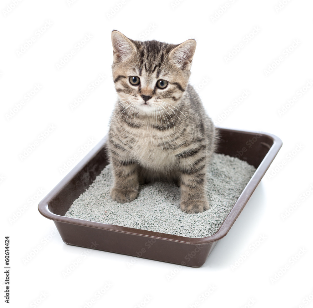 Fototapeta premium kitten or little cat in toilet tray box with litter