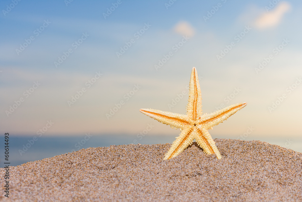 starfish on the beach at sunrise starfish on the beach at sunrise