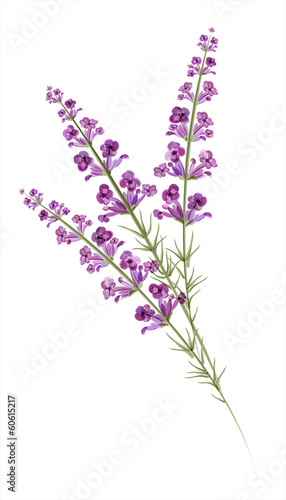 Lavender. Watercolor drawing. Vector