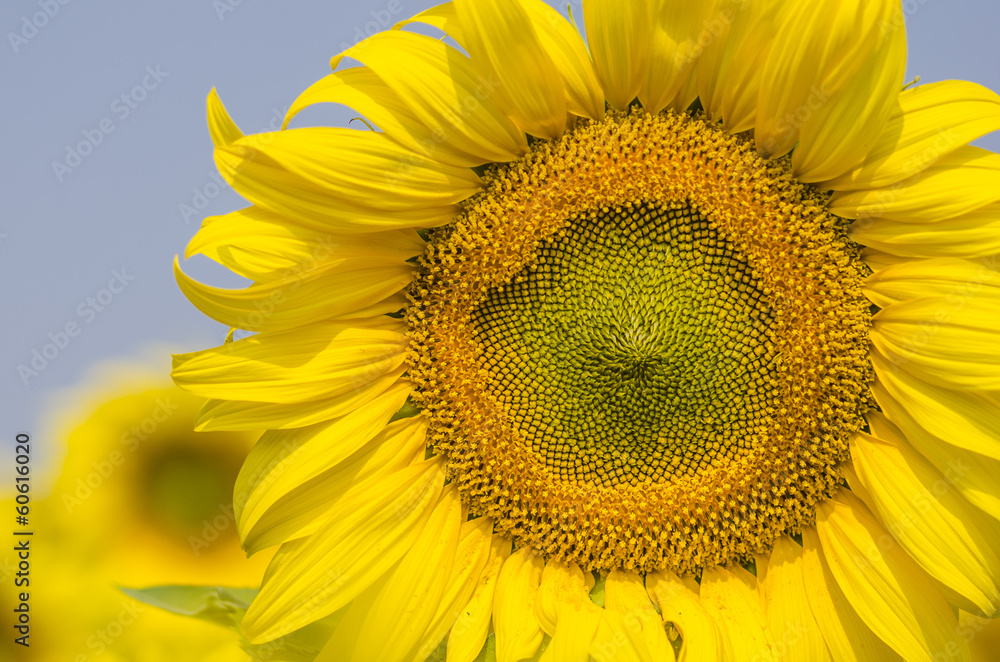 Sunflower Sunflower