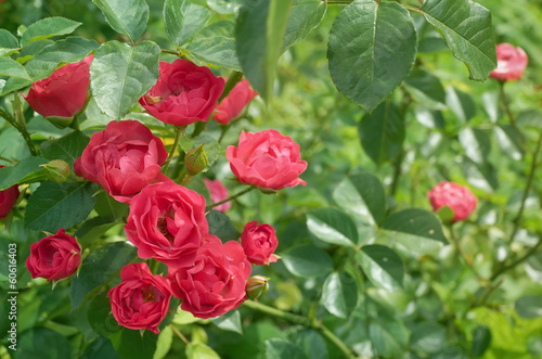pink roses bushes in bright summer garden with