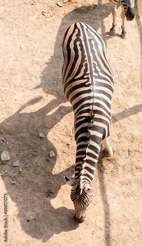 Zebra top view
