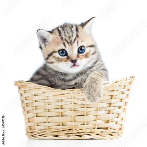 Cute small kitten in wicker basket