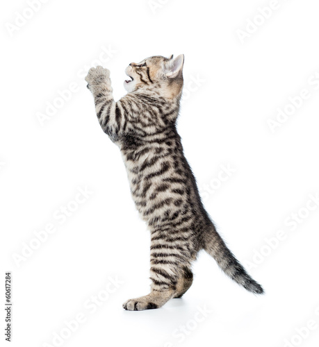 funny cat kitten standing on hind legs