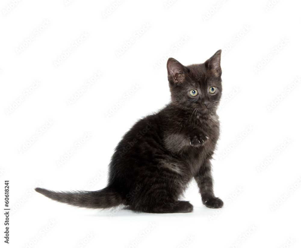 Cute black cat on white