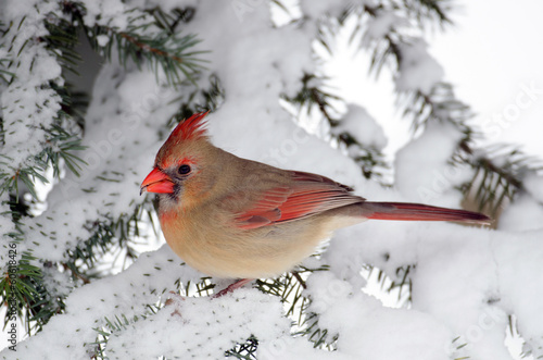 Northern cardinal in a tree
