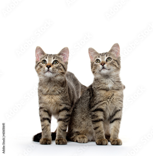 two tabby kittens © Tony Campbell