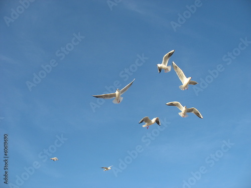 Чайки кружатся в небе