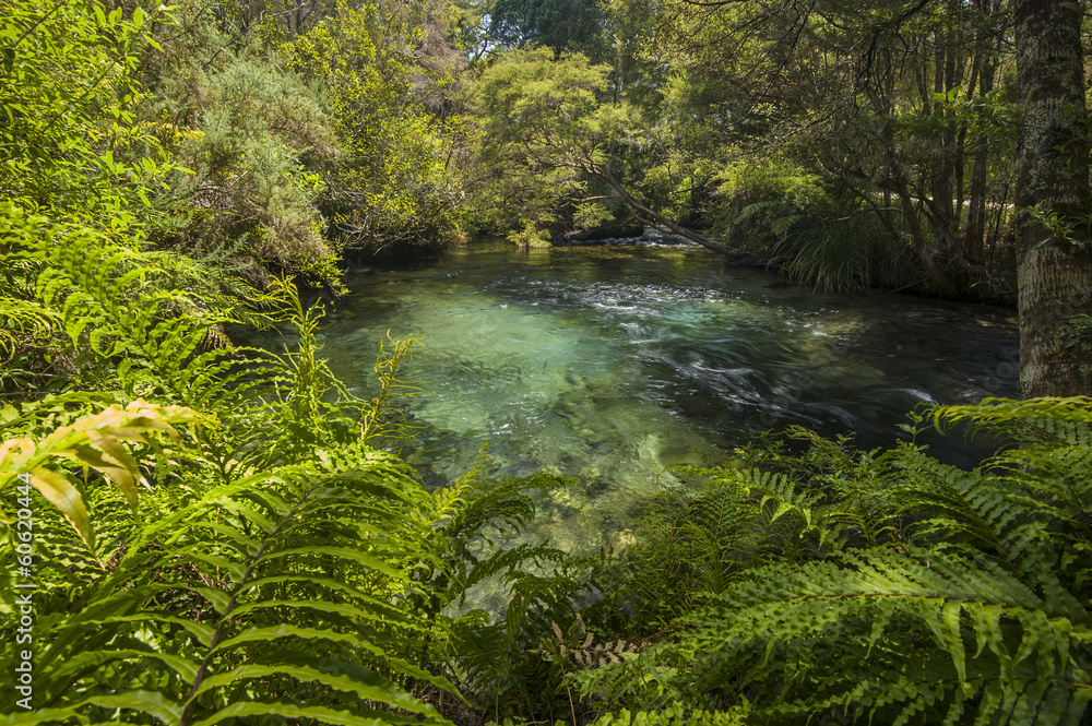 Obraz premium View of the stream near Te Waikoropupu Springs at New Zealand