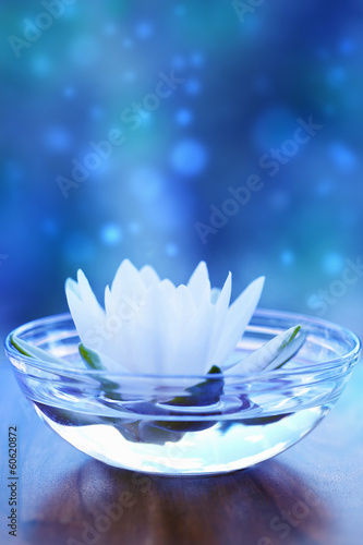 white water lilly flower over blue